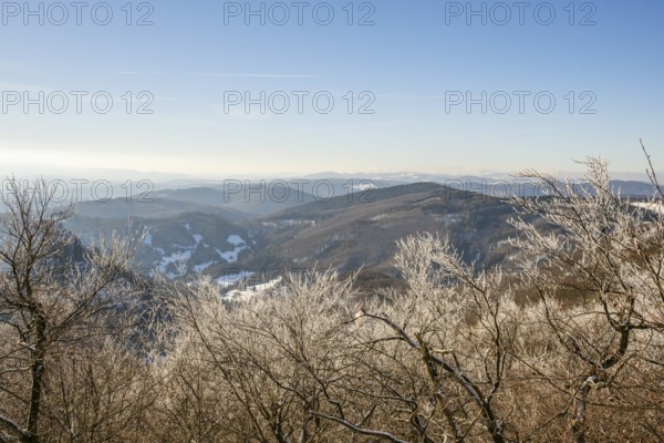 European beech (Fagus sylvatica) trees in a forest with hoarfrost on the branches in winter, Vápec, Horná Poruba, Slovakia