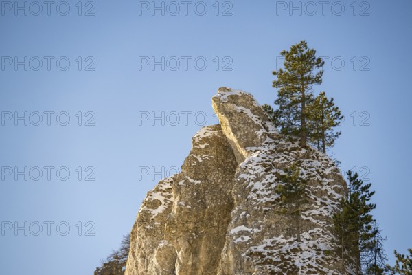 Scots pine (Pinus sylvestris) trees growing on a huge rock in winter, Vápec, Horná Poruba, Slovakia