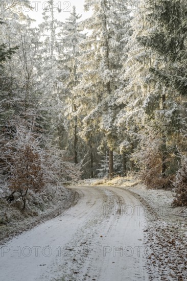 Forest road going through a mixed forest white from roarfrost on a sunny day in winter, Bavaria, Germany