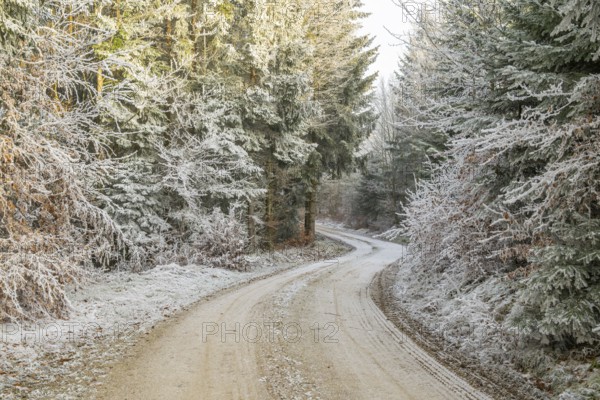 Forest road going through a mixed forest white from roarfrost on a sunny day in winter, Bavaria, Germany