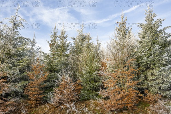 Mixed forest with norway spruce (Picea abies) and European beech (Fagus sylvatica) white from roarfrost, on a sunny day in winter, Bavaria, Germany