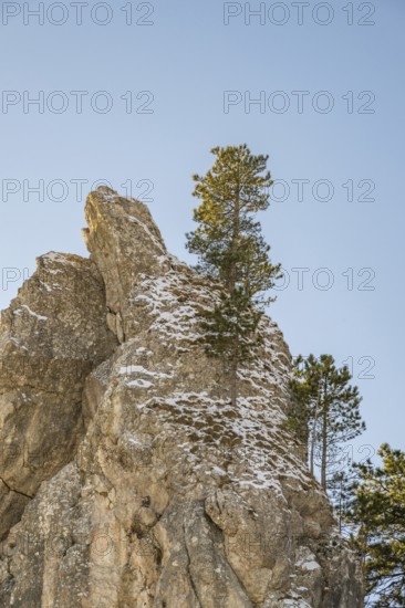 Scots pine (Pinus sylvestris) trees growing on a huge rock in winter, Vápec, Horná Poruba, Slovakia