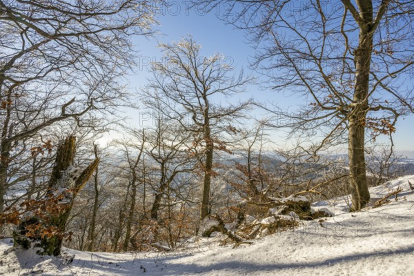 European beech (Fagus sylvatica) trees in a forest with hoarfrost on the branches in winter, Vápec, Horná Poruba, Slovakia