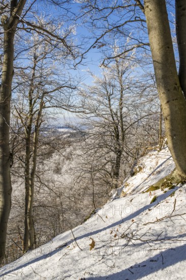 European beech (Fagus sylvatica) trees in a forest with hoarfrost on the branches in winter, Vápec, Horná Poruba, Slovakia