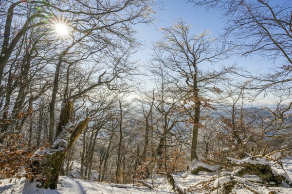 European beech (Fagus sylvatica) trees in a forest with hoarfrost on the branches in winter, Vápec, Horná Poruba, Slovakia