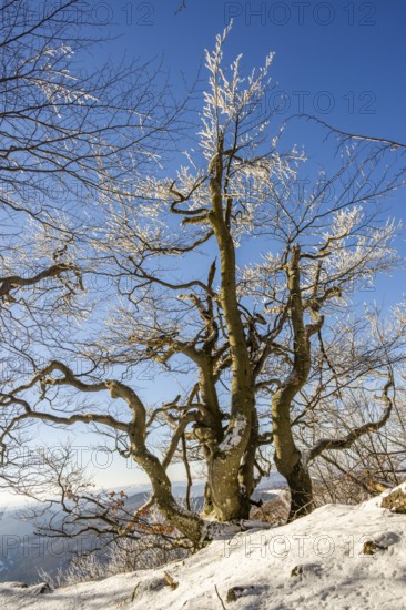 European beech (Fagus sylvatica) trees in a forest with hoarfrost on the branches in winter, Vápec, Horná Poruba, Slovakia