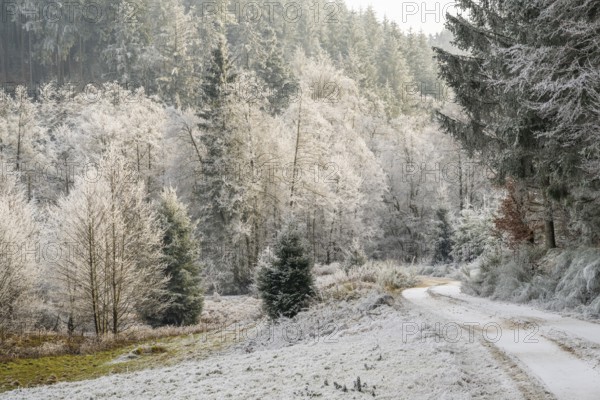 Forest road going through a beautiful landscape with forest, meadows and bushes, white from roarfrost, on a sunny day in winter, Bavaria, Germany