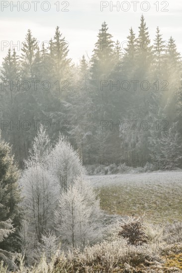 Meadow in a valley surrounded by a mixed forest with norway spruce (Picea abies) and European beech (Fagus sylvatica) white from roarfrost, on a sunny day in winter, Bavaria, Germany