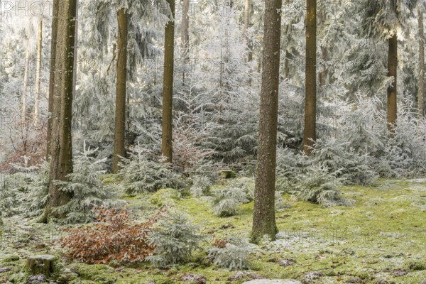 Mixed forest with norway spruce (Picea abies) and European beech (Fagus sylvatica) white from roarfrost, on a sunny day in winter, Bavaria, Germany