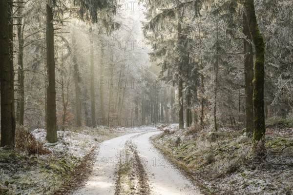 Forest road going through a mixed forest white from roarfrost on a sunny day in winter, Bavaria, Germany