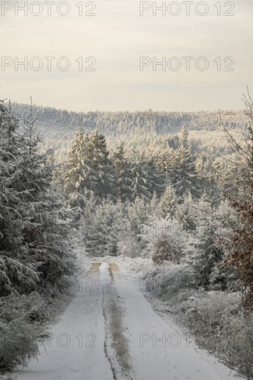 Forest road going through a mixed forest white from roarfrost on a sunny day in winter, Bavaria, Germany