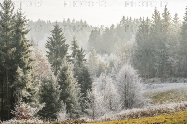 Meadow in a valley surrounded by a mixed forest with norway spruce (Picea abies) and European beech (Fagus sylvatica) white from roarfrost, on a sunny day in winter, Bavaria, Germany