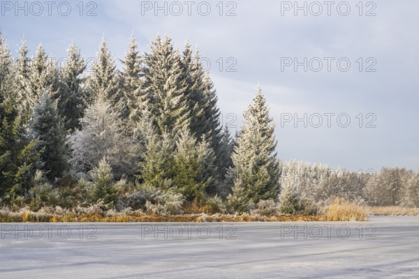 A frozen pont in a valley surrounded by a mixed forest with norway spruce (Picea abies) and European beech (Fagus sylvatica) white from roarfrost, on a sunny day in winter, Bavaria, Germany