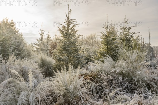 Mixed forest with norway spruce (Picea abies), European beech (Fagus sylvatica) and Common broom (Cytisus scoparius), white from roarfrost, on a sunny day in winter, Bavaria, Germany, Europe