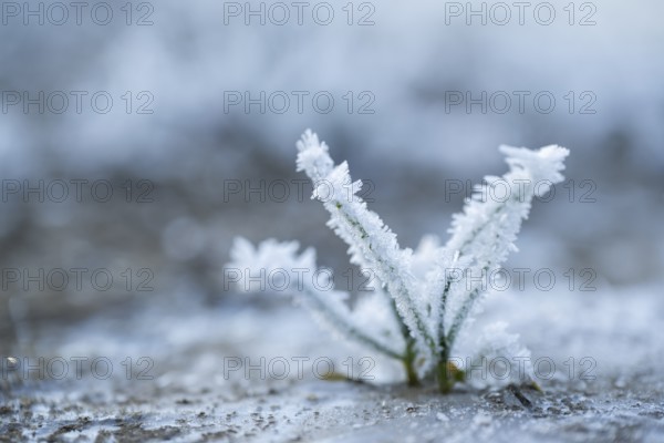 Ice crystals from roarfrost on grass blades in winter, Bavaria, Germany