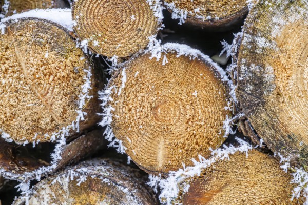 Ice crystals from roarfrost on cutten tree trunks at sunshine in winter, Bavaria, Germany