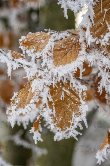 Ice crystals from roarfrost on a common beech (Fagus sylvatica) leaf at sunshine in winter, Bavaria, Germany