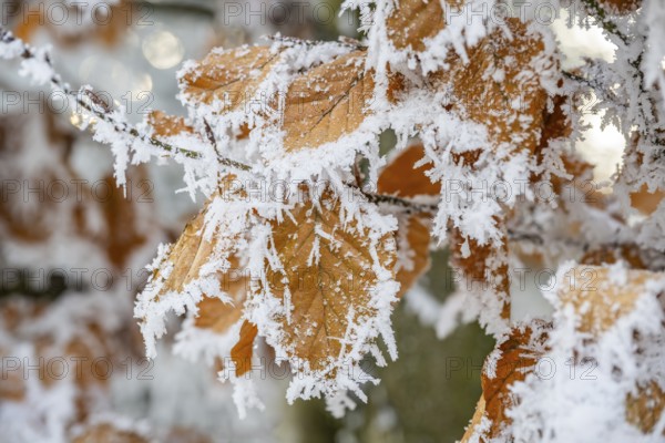 Ice crystals from roarfrost on a common beech (Fagus sylvatica) leaf at sunshine in winter, Bavaria, Germany