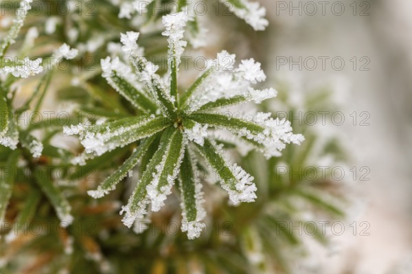 Ice crystals from roarfrost on common yew (Taxus baccata) needles at sunshine in winter, Bavaria, Germany