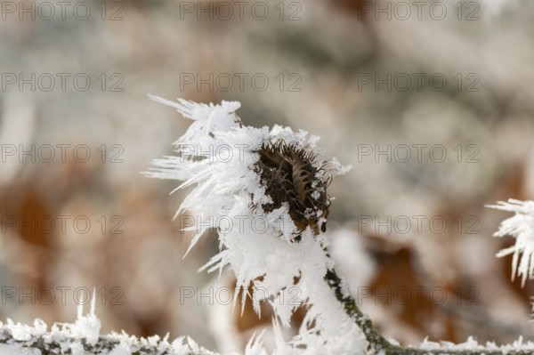 Ice crystals from roarfrost on a common beech (Fagus sylvatica) seed at sunshine in winter, Bavaria, Germany