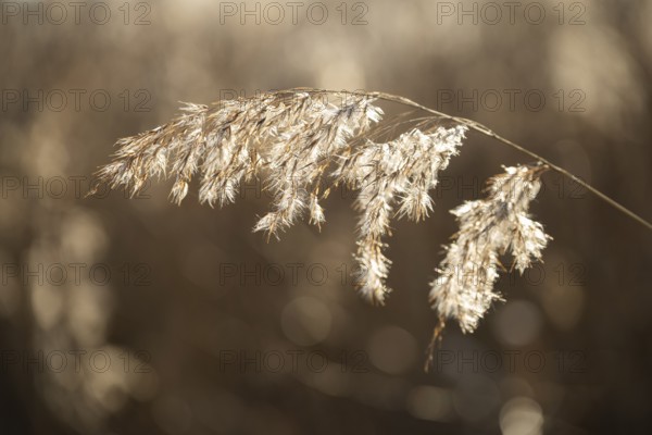 Common reed (Phragmites australis) seeds against the sunlight in winter, Bavaria, Germany