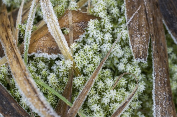 Ice crystals from roarfrost on moss leafes and grass on the ground in winter, Bavaria, Germany