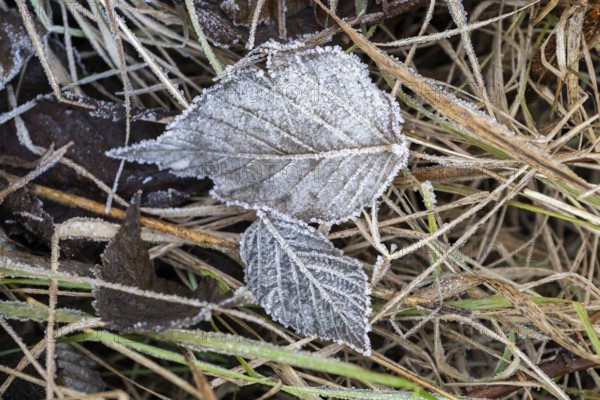 Ice crystals from roarfrost on a goat willow (Salix caprea) leaf lying on the ground in winter, Bavaria, Germany