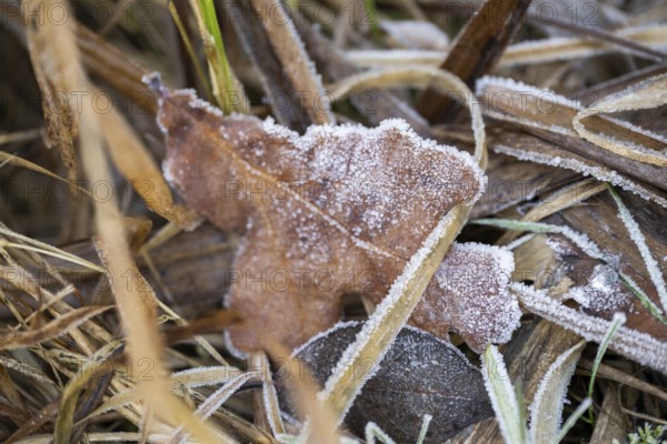 Ice crystals from roarfrost on a pedunculate oak (Quercus robur) leaf lying on the ground in winter, Bavaria, Germany