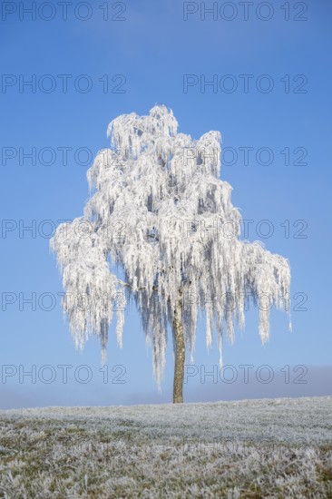 Silver birch (Betula pendula) standing on a meadow with hoarfrost on the branches in front of blue sky at sunshine in winter, Bavaria, Germany