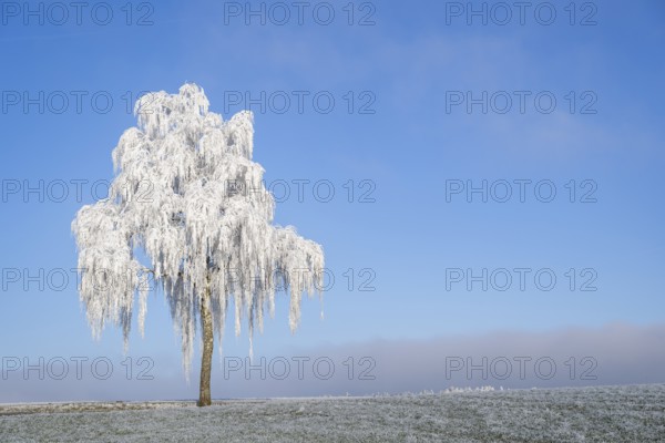 Silver birch (Betula pendula) standing on a meadow with hoarfrost on the branches in front of blue sky at sunshine in winter, Bavaria, Germany