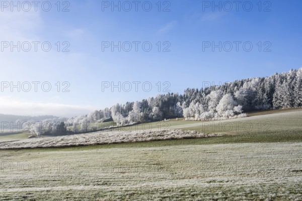 Landscape of trees, bushes and meadows with hoarfrost on the branches in front of blue sky at sunshine in winter, Bavaria, Germany