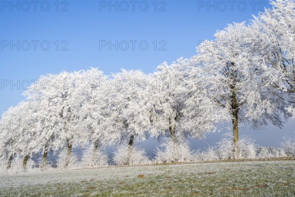 Silver lime trees (Tilia tomentosa) with hoarfrost on the branches standing on a meadow on a sunny day with blue sky in the background in winter, Bavaria, Germany