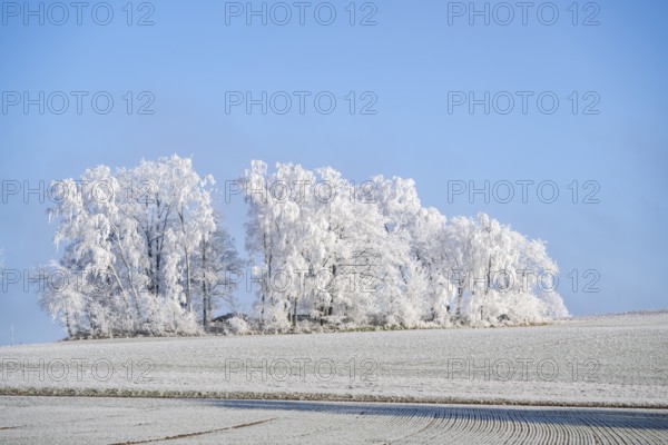 Trees with hoarfrost on the branches standing on a meadow on a sunny day with blue sky in the background in winter, Bavaria, Germany