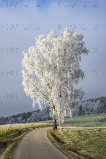Silver birch (Betula pendula) standing beside a road with hoarfrost on the branches at sunshine in winter, Bavaria, Germany
