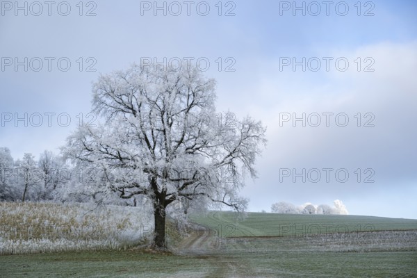 English oak (Quercus robur) tree with hoarfrost on the branches on a meadow in winter, Bavaria, Germany
