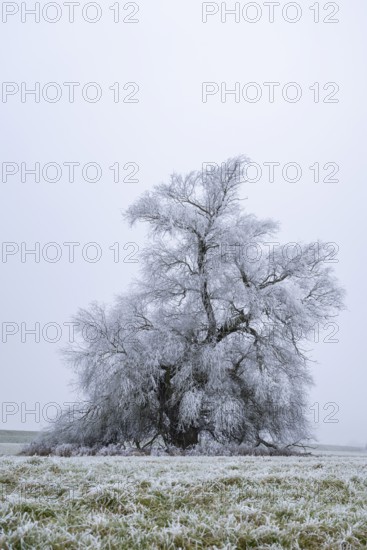 Eastern crack-willow (Salix euxina) standing on a meadow with hoarfrost on the branches in winter, Bavaria, Germany