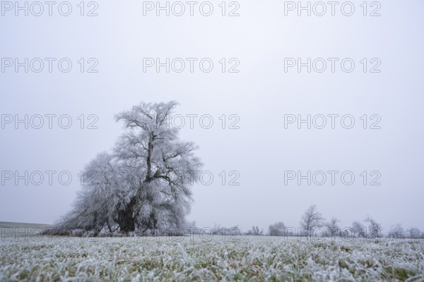 Eastern crack-willow (Salix euxina) standing on a meadow with hoarfrost on the branches in winter, Bavaria, Germany