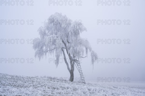Silver birch (Betula pendula) with a raised hide in a meadow with hoarfrost on the branches in winter, Bavaria, Germany