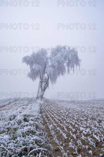 Silver birch (Betula pendula) with a raised hide in a meadow with hoarfrost on the branches in winter, Bavaria, Germany