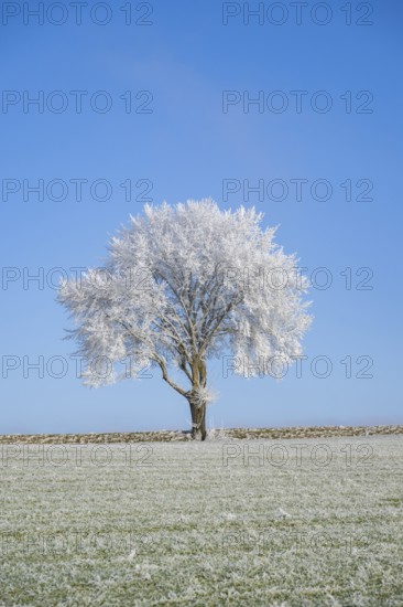 Silver lime tree (Tilia tomentosa) with hoarfrost on the branches standing on a meadow on a sunny day with blue sky in the background in winter, Bavaria, Germany