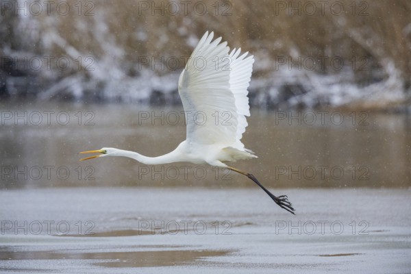 Great White Egret (Egretta alba) Germany