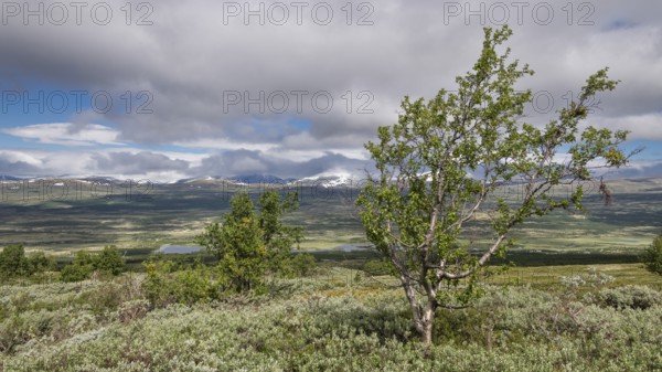 Einzelne Bäume in ansonsten baumloser Gebirgslandschaft, Wolken, Pilgerweg Olavsweg, Olavsleden oder Pilgrimsleden, Dovrefjell, Norwegen