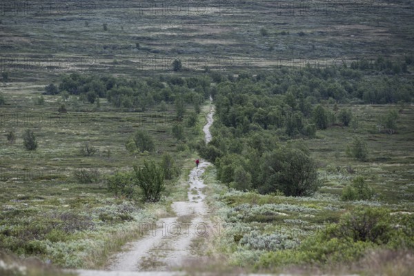 Pilger mit Rucksack auf dem historischen Kongsvegen oder Königsweg, der über das Fjell führt, bewölkter Himmel, Pilgerweg Olavsweg, Olavsleden oder Pilgrimsleden, Dovrefjell, Norwegen