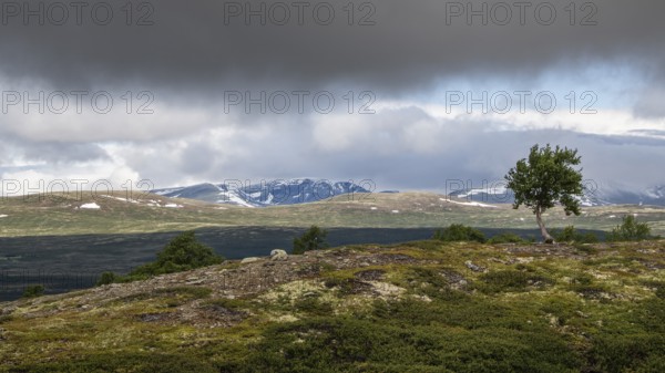 Einzelner Baum in ansonsten baumloser Gebirgslandschaft, Wolken, Pilgerweg Olavsweg, Olavsleden oder Pilgrimsleden, Dovrefjell, Norwegen