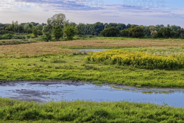 Spätsommerliche Farben auf den Feuchtwiesen im Naturschutzgebiet Die Reit im Hamburger Ortsteil Reitbrook. Hamburg, Deutschland