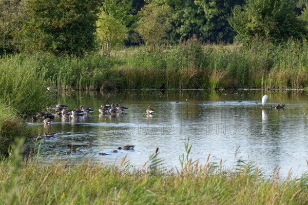 Graugänse und ein Silberreiher auf einer Wasserfläche im Naturschutzgebiet Die Reit im Hamburger Ortsteil Reitbrook. Hamburg, Deutschland
