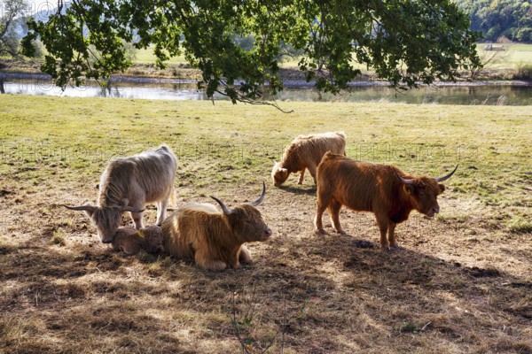 Hochlandrinder, Herde mit Kalb sucht Schatten, Neugeborenes liegt bei seiner Mutter, Landschaftspflege, Weidehaltung, Holzminden, Weserbergland, Niedersachsen, Deutschland