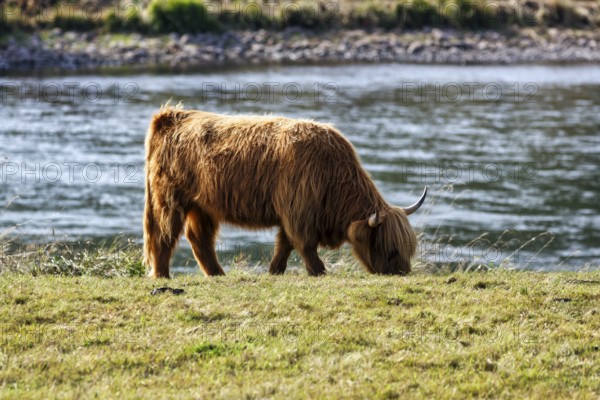 Hochlandrind grast am Flussufer, Landschaftspflege, Weidehaltung an der Weser, Holzminden, Weserbergland, Niedersachsen, Deutschland