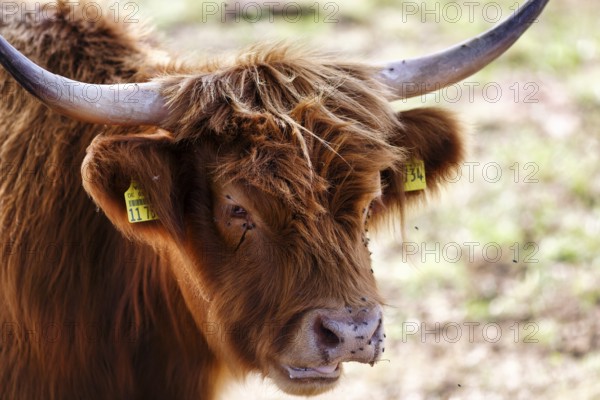 Hochlandrind auf der Weide, Fliegenplage, Plage, Belästigung, Landschaftspflege, Weidehaltung, Holzminden, Weserbergland, Niedersachsen, Deutschland