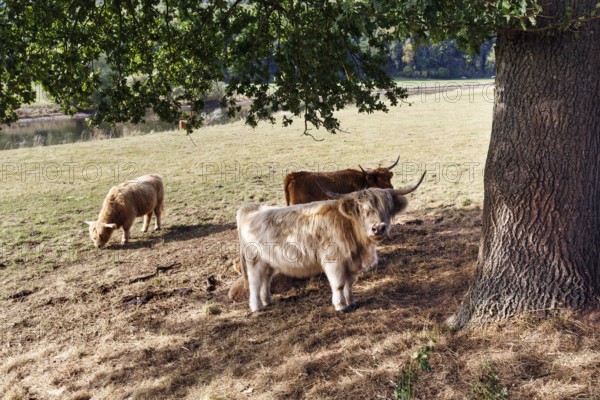 Hochlandrinder suchen Schatten an einem heißen Sommertag, Landschaftspflege, Weidehaltung, Holzminden, Weserbergland, Niedersachsen, Deutschland